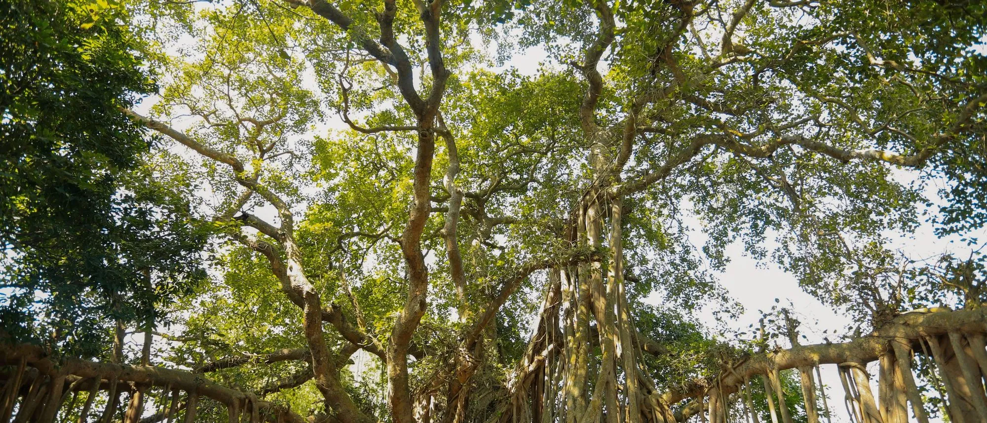 A wide banyan tree with aerial roots spreading out around its trunk in sunlight.