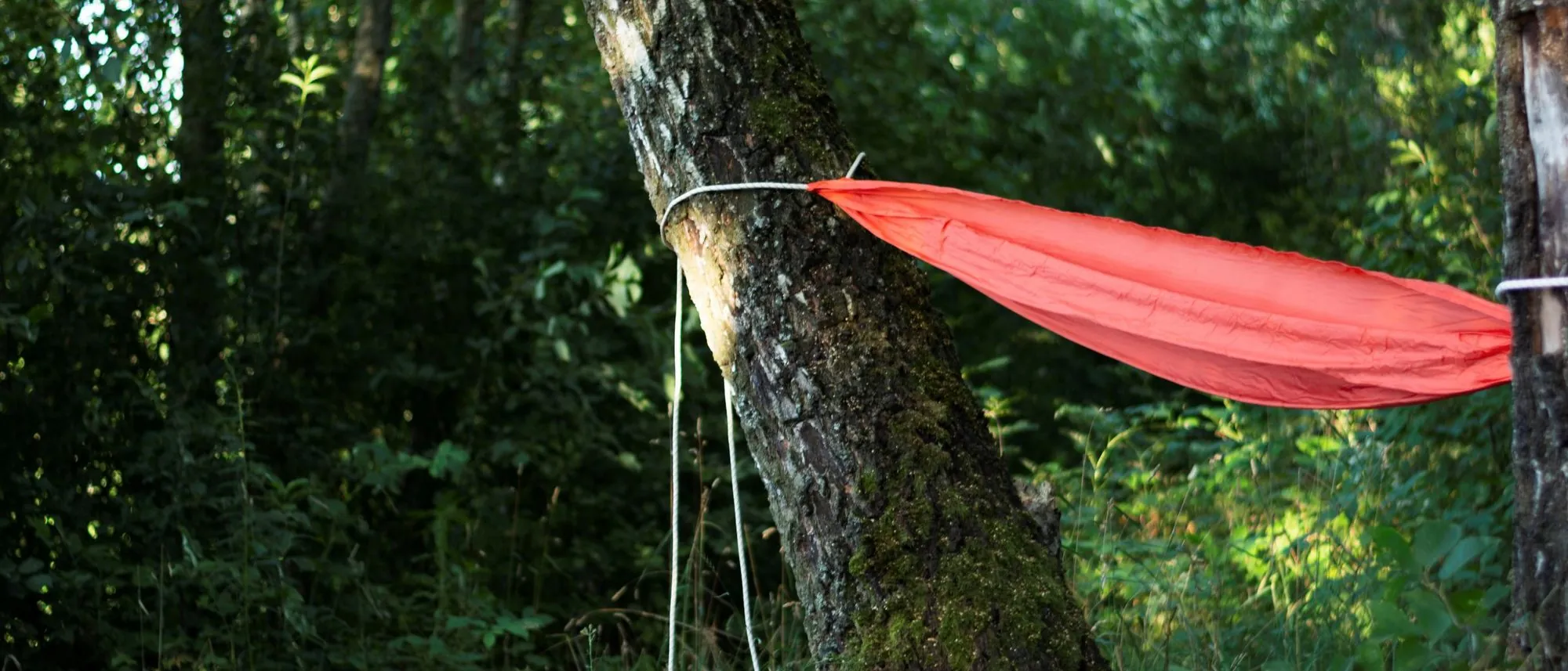 An empty red hammock tied between two trees in a green forest.