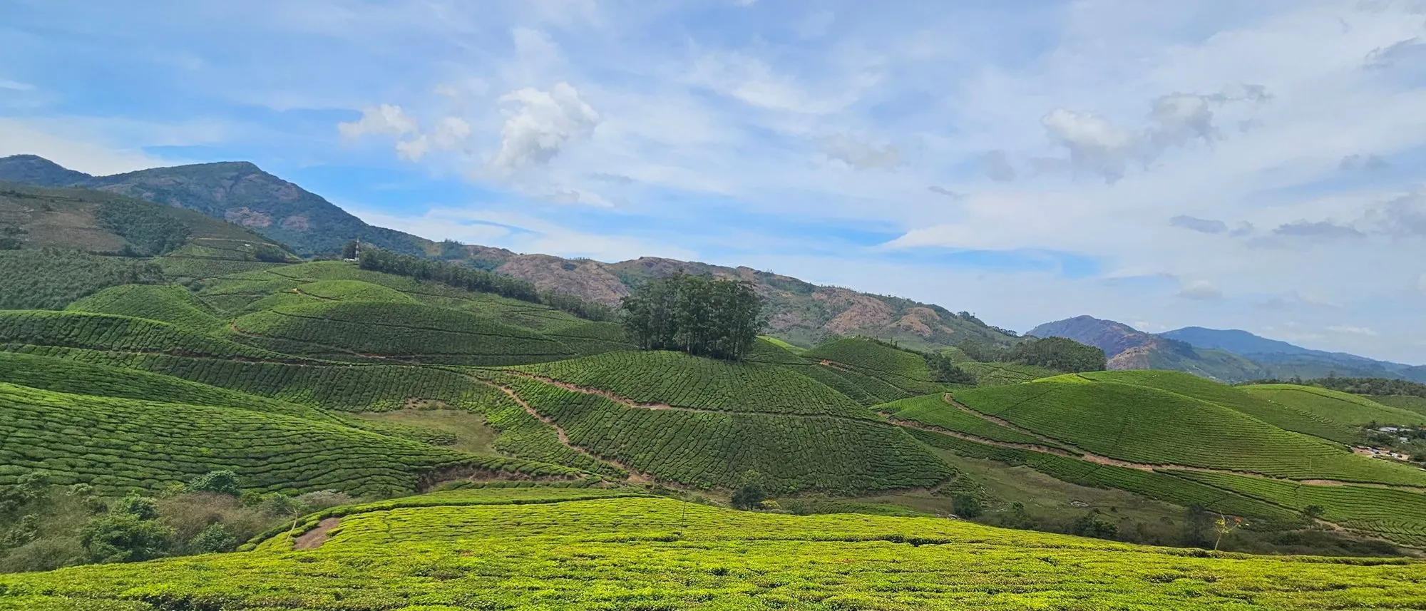 Rows of tea bushes run in bands across green hills in Munnar under a clear blue sky.