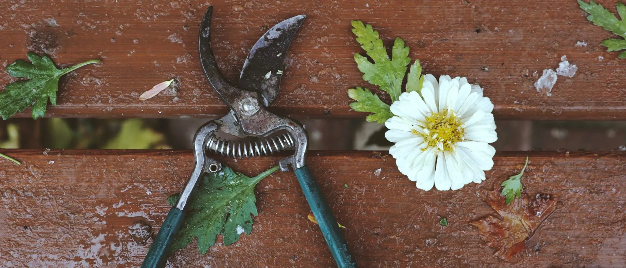 A pair of garden pruners beside a white zinnia and cut leaves on a wooden bench.