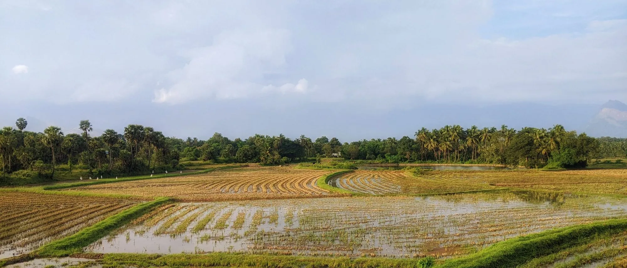 Green paddy fields in Kerala seen from above.
