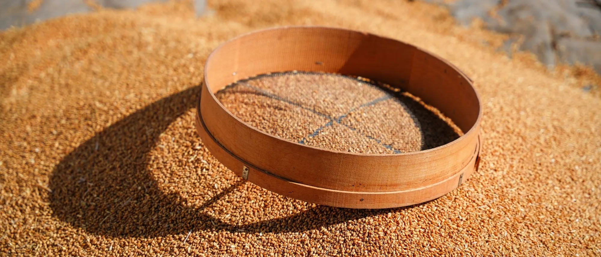 A wooden sieve rests on a heap of wheat grain in sunlight.