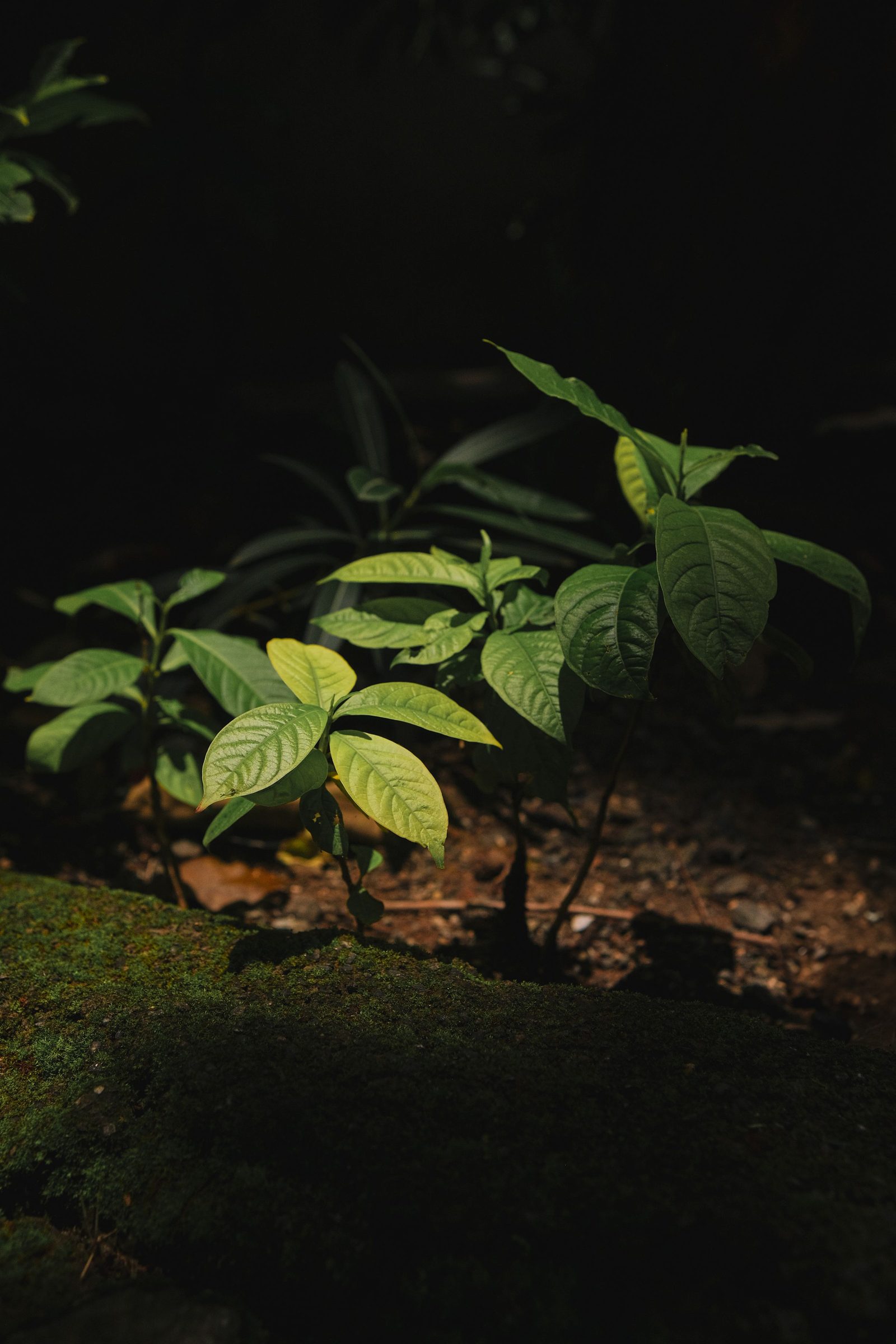 Young saplings grow in rich soil in soft dappled sunlight.