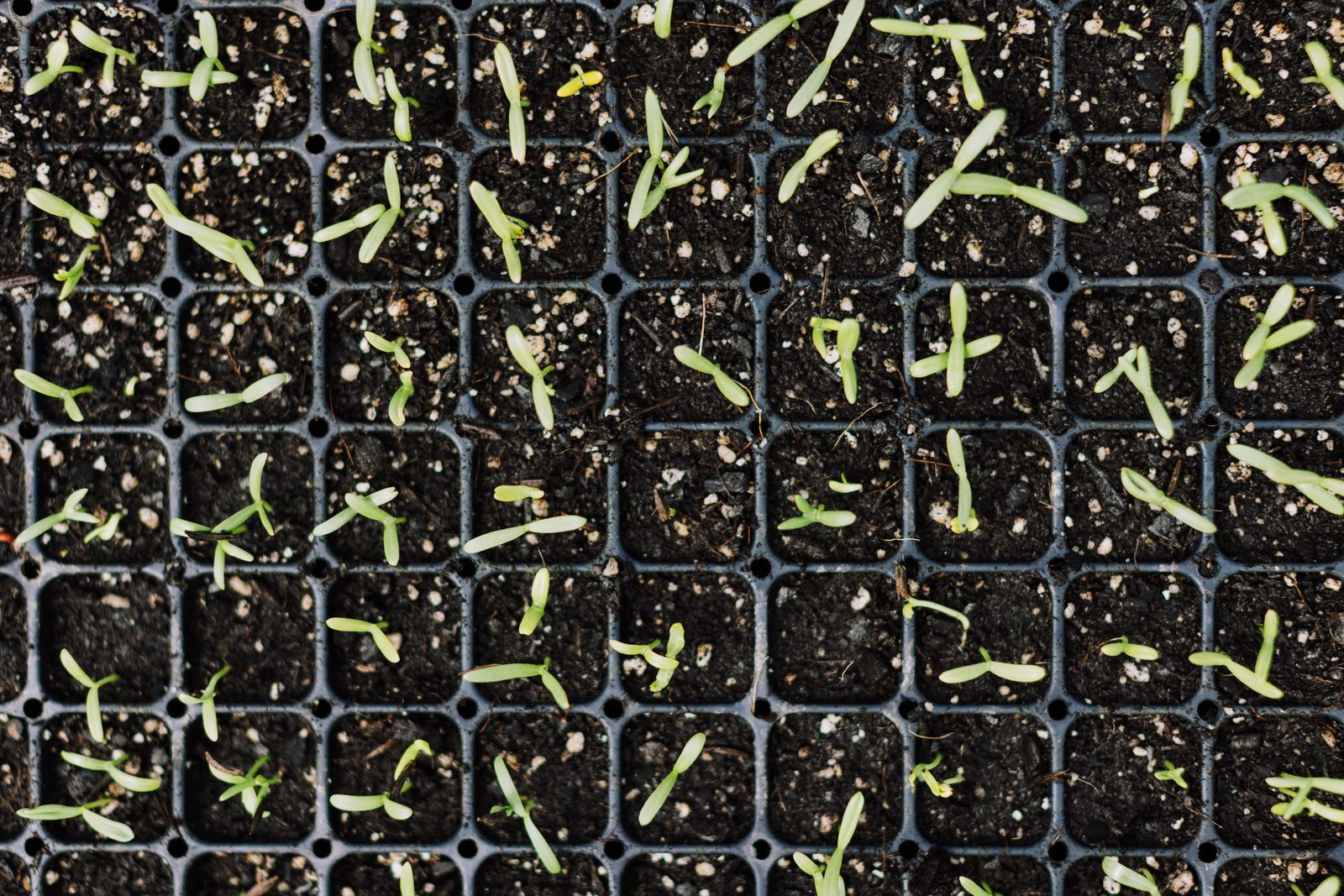 Young green seedlings in black planting trays seen from above.