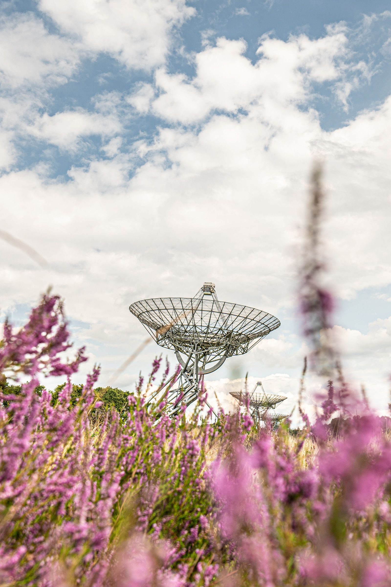 A single radio telescope dish stands in a field of flowering heather under a bright sky.