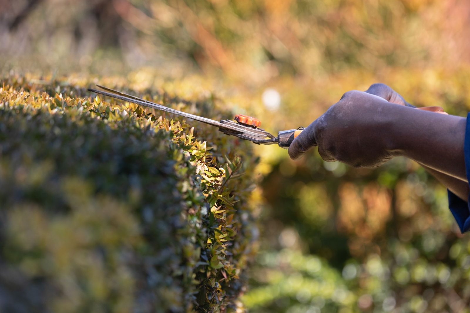 Hands trim a green hedge with a pair of garden shears.