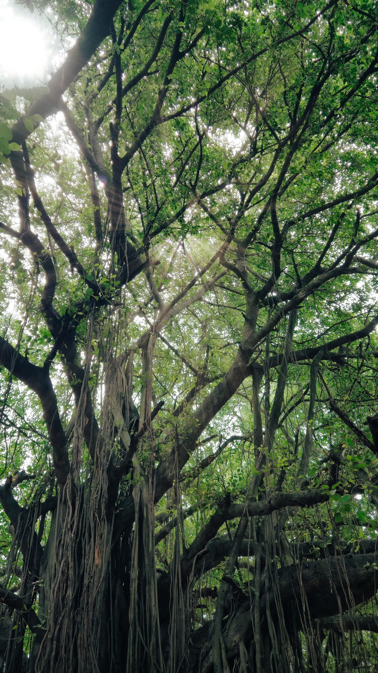 Sunlight falls through the spreading branches of an old banyan tree in a Kerala forest.