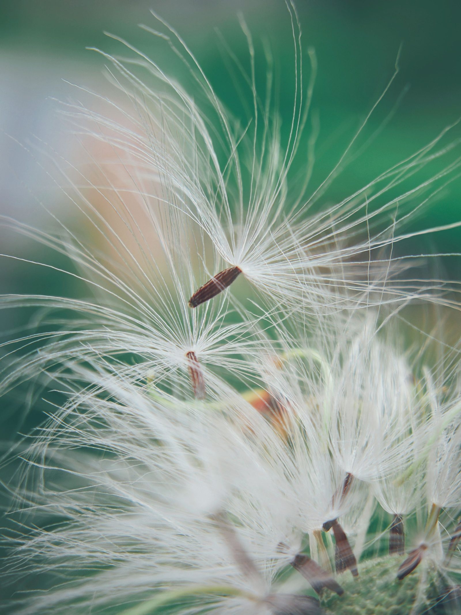 Dandelion seeds drift away from the seed head against a soft green background.