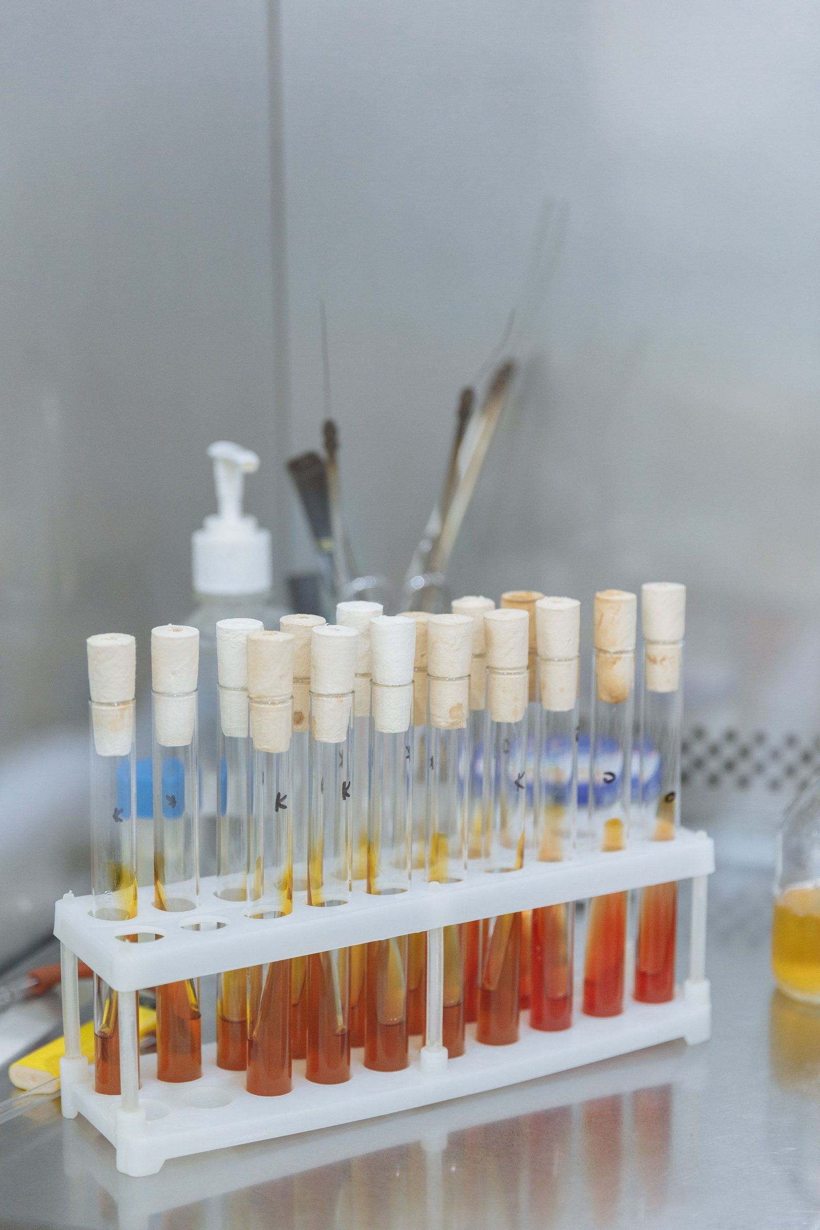 Test tubes holding coloured samples stand in a laboratory rack.