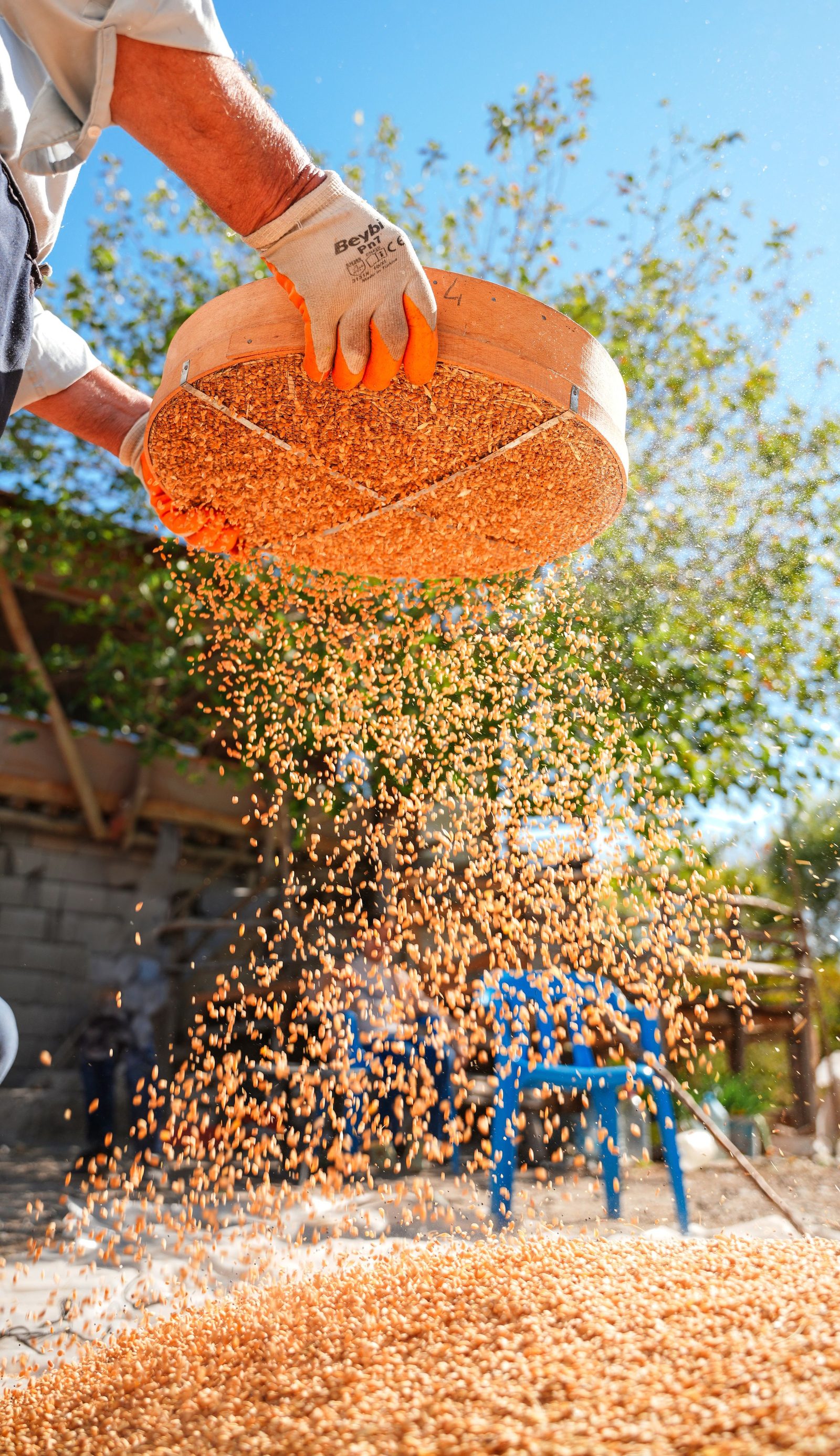 A person shakes wheat grain through a traditional sieve outdoors.