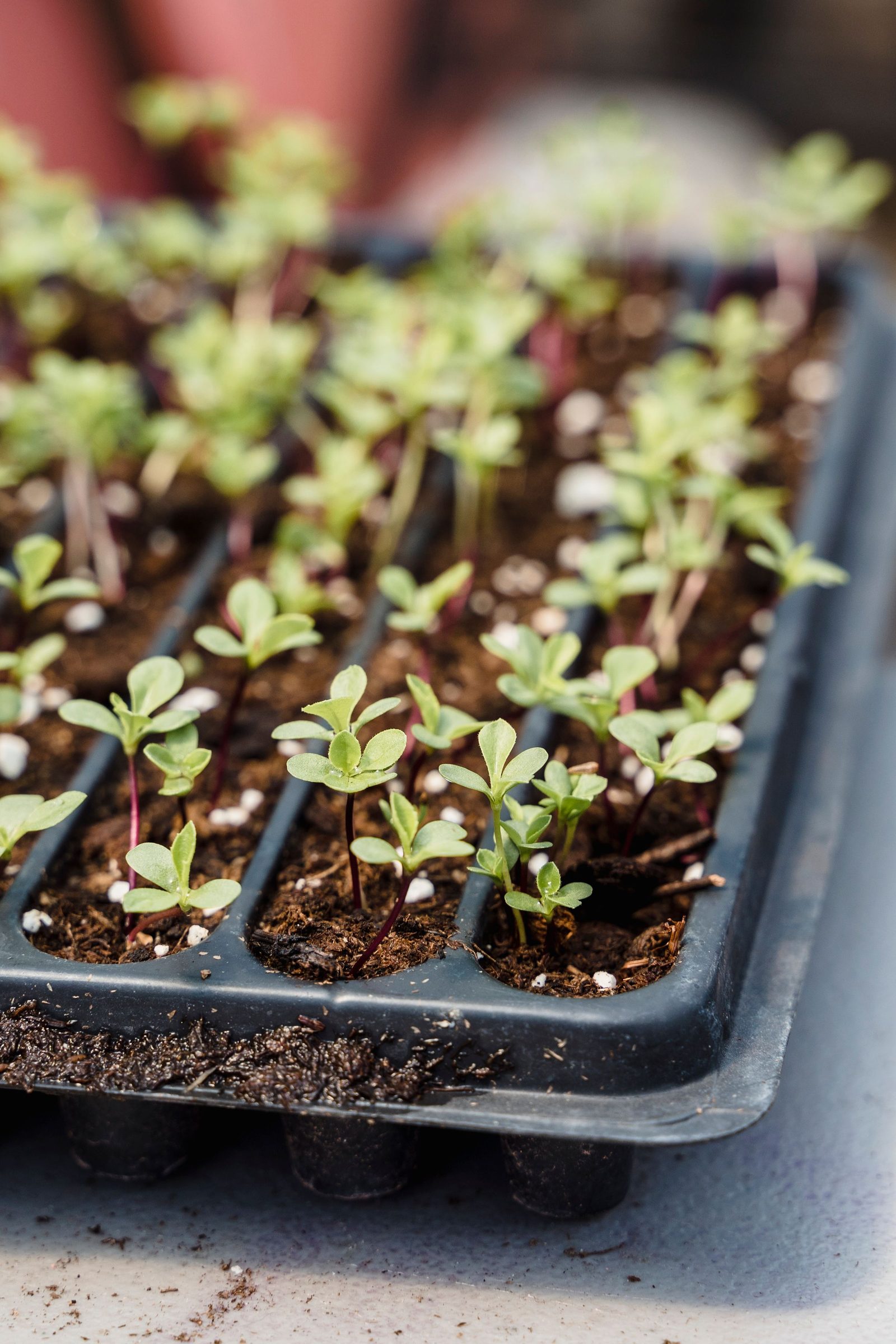 Young seedlings at different stages of growth fill a tray of dark soil.