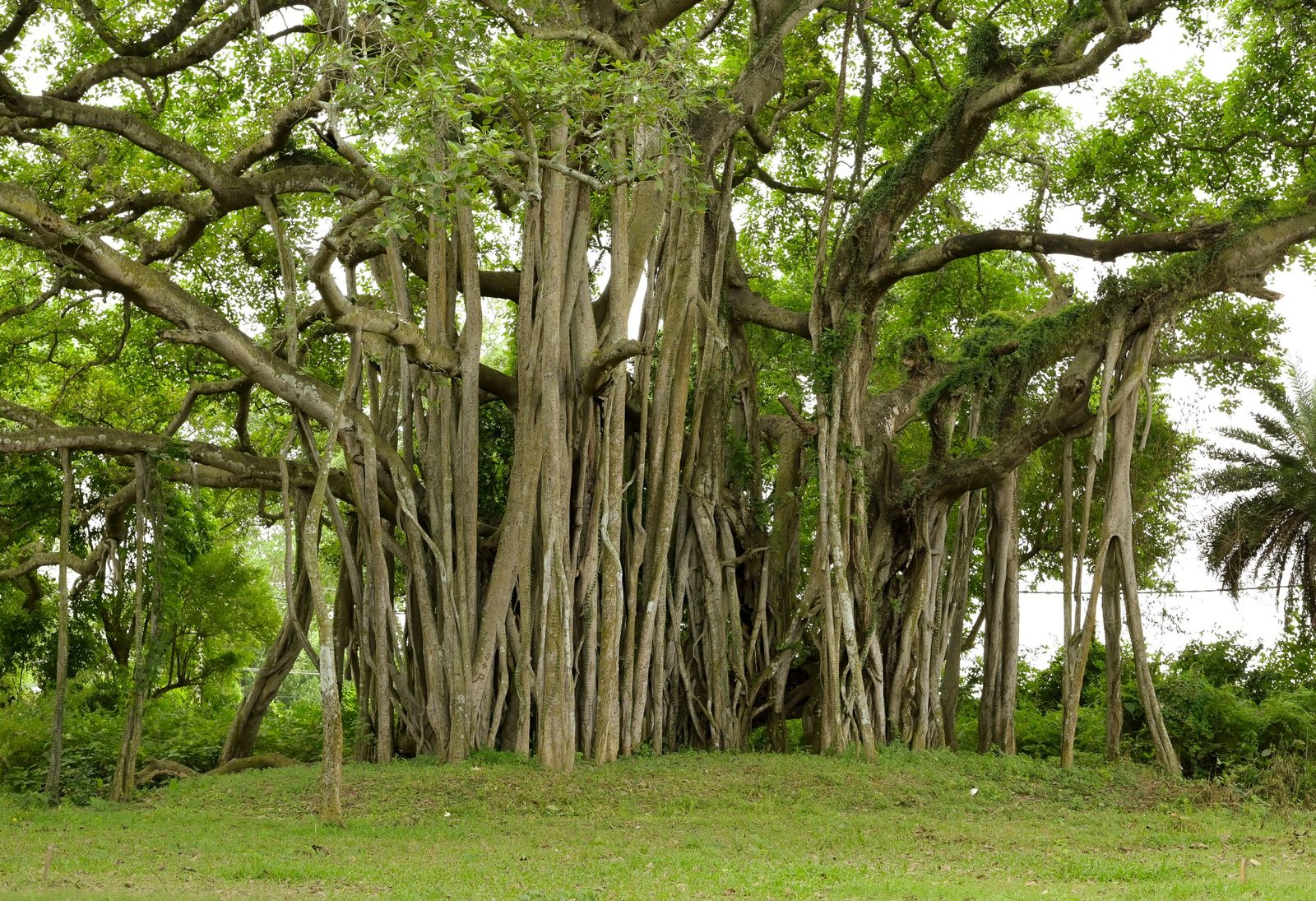A large banyan tree in a Kolkata park with aerial roots hanging from its branches.