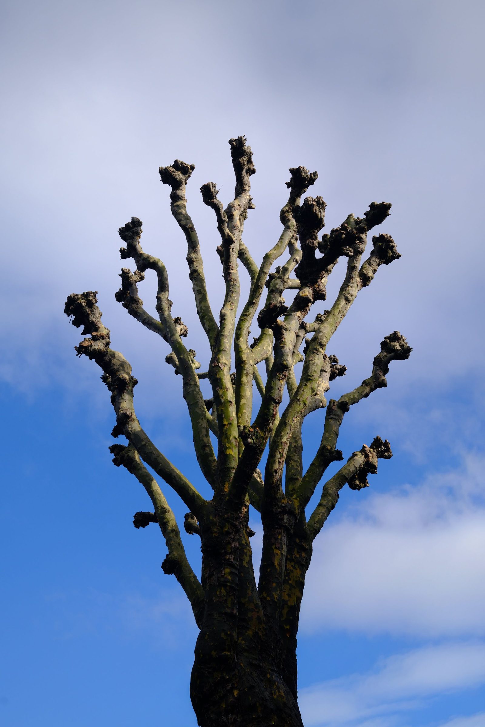 A pollarded plane tree with its branches cut back to the main limbs against a blue sky.