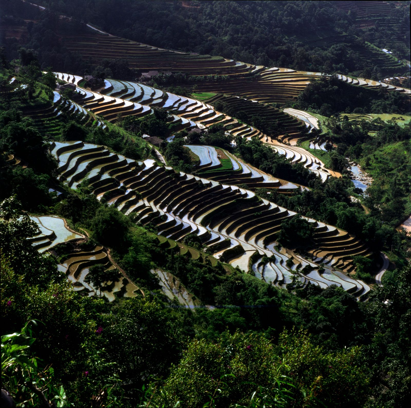 Aerial view of terraced fields and forest in a green valley.