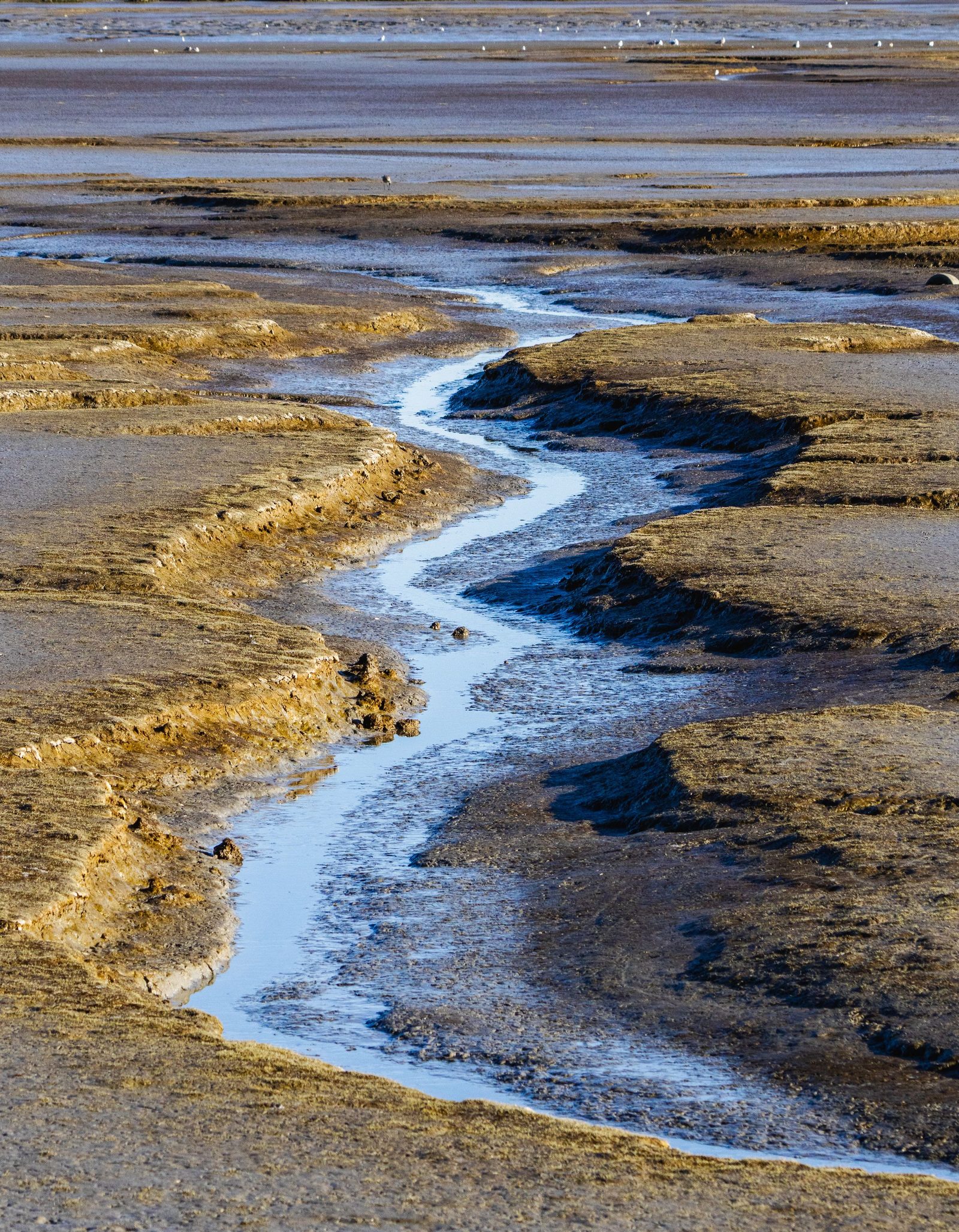 A winding stream cuts through a flat expanse of tidal mud.