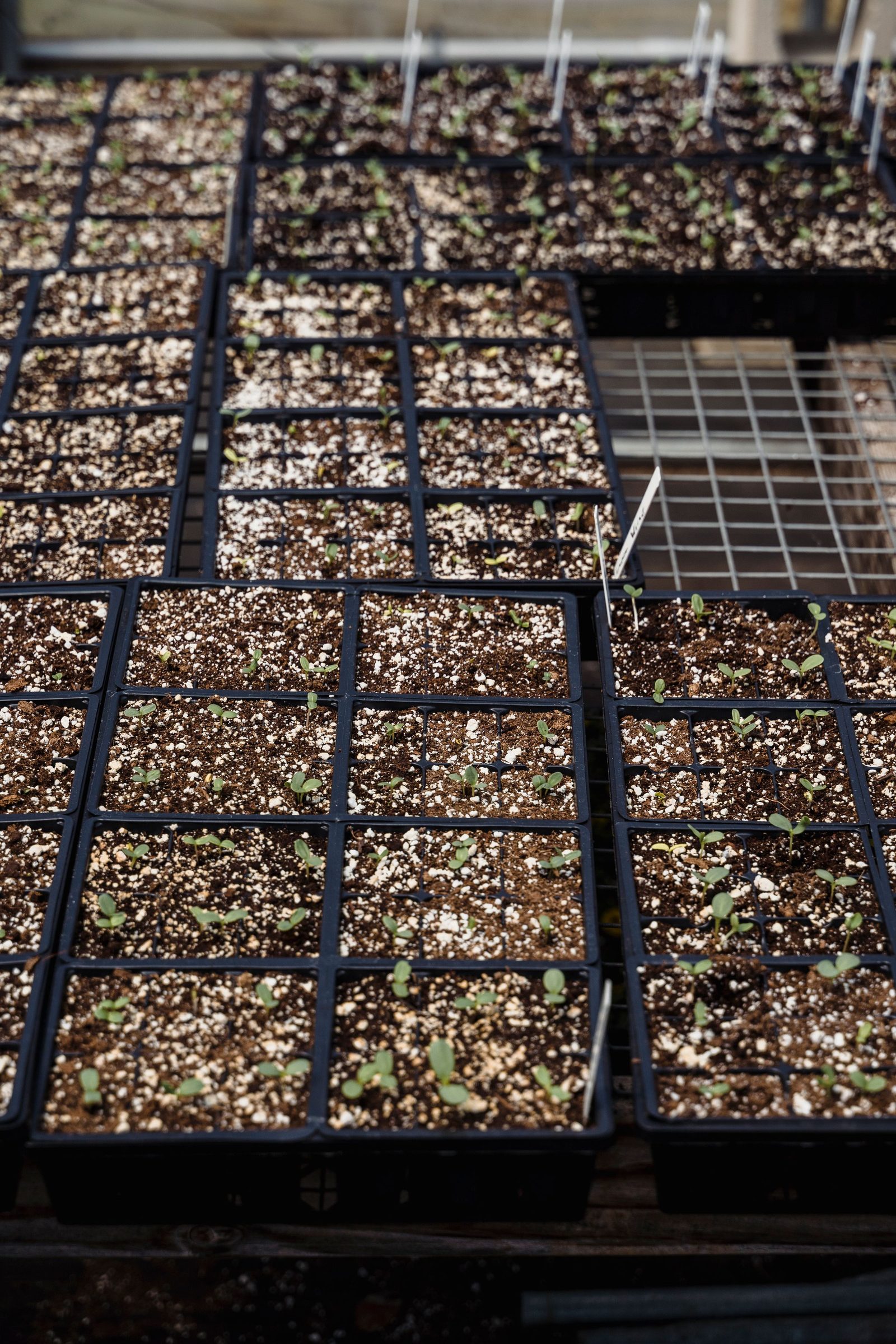 Seen from above rows of black containers hold young green seedlings on a metal grid in a greenhouse.