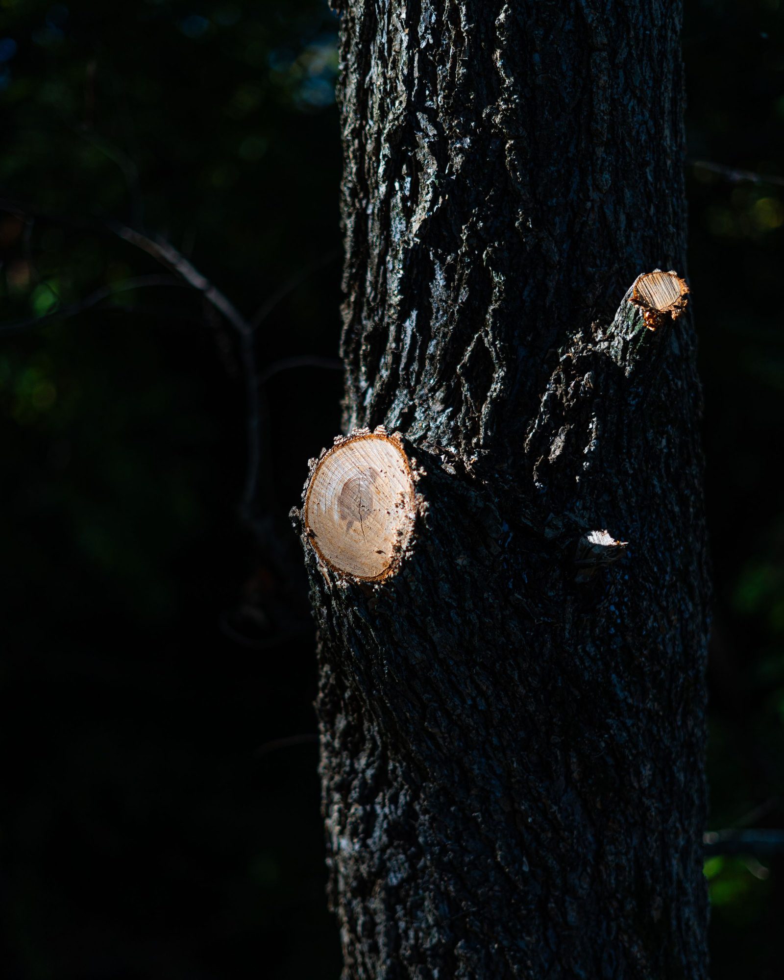 A freshly cut tree branch in a dim forest with the clean face of the cut in focus.