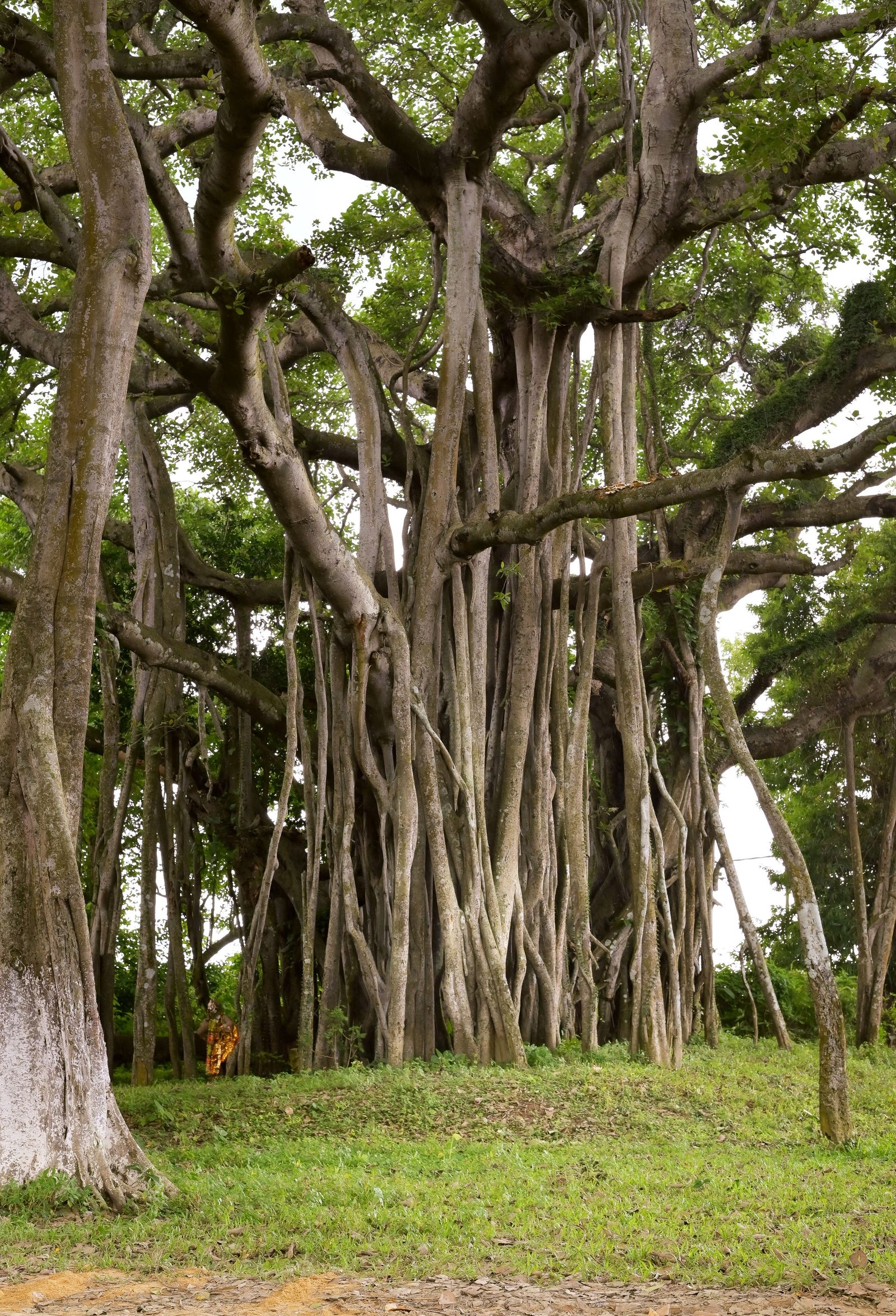 A banyan tree in Mumbai with aerial roots grown into new trunks.