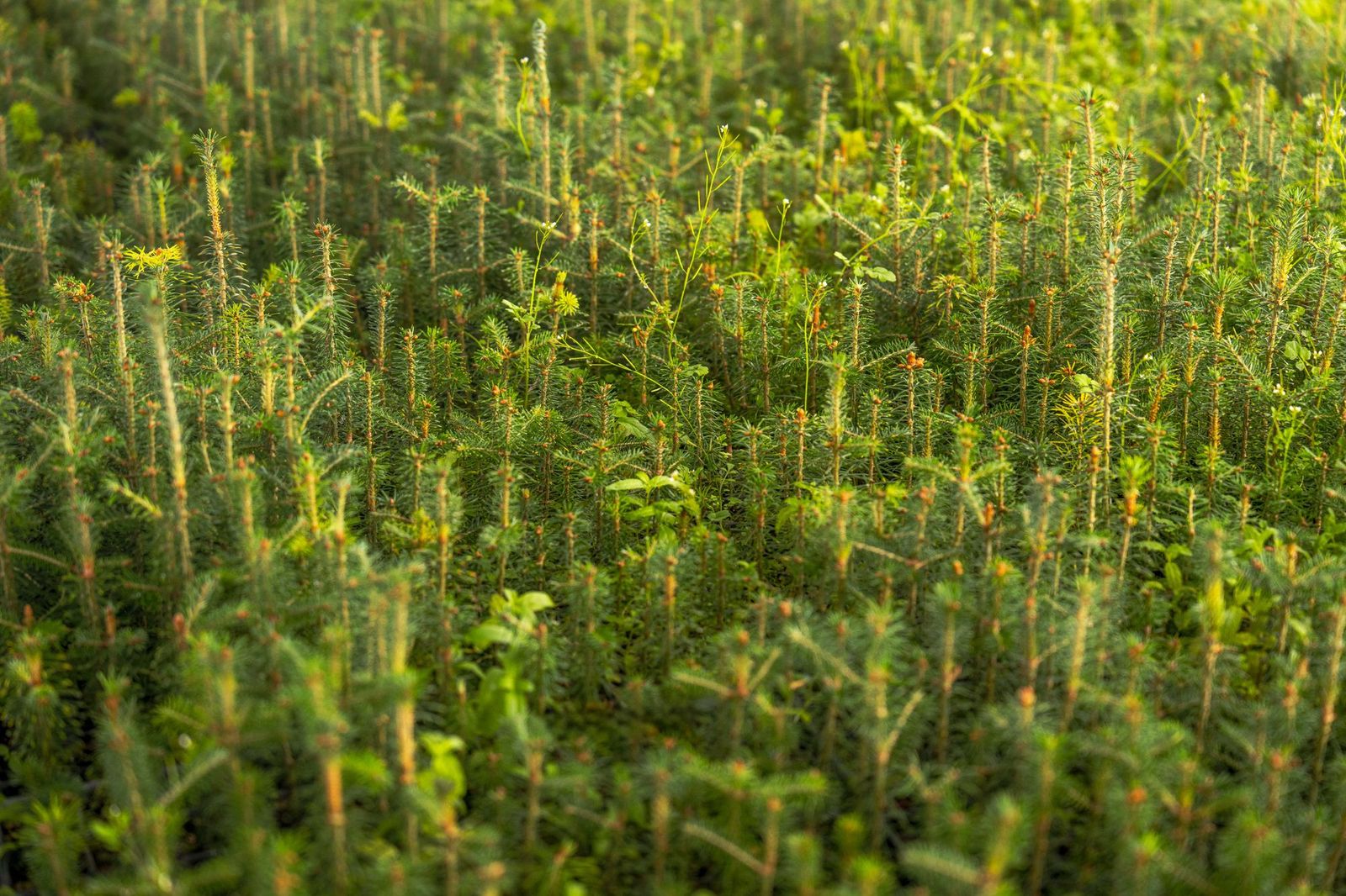 Rows of young pine saplings in a nursery bed in low sunlight