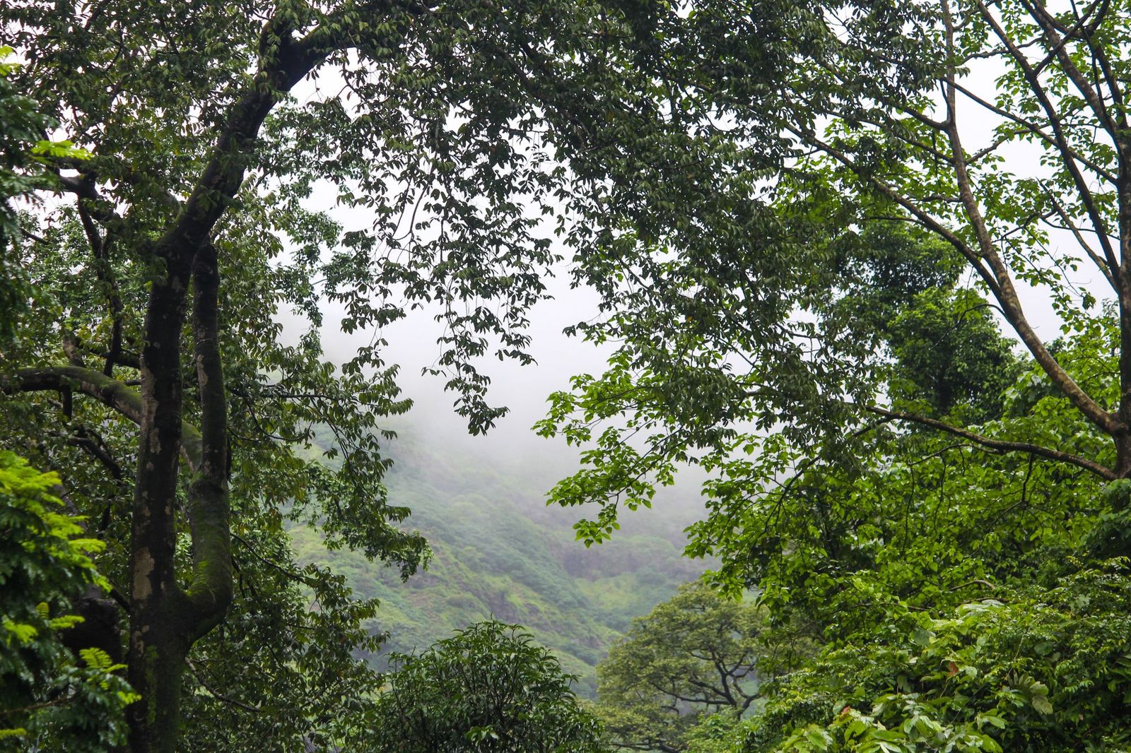Dense green forest on misty hills in the Western Ghats, Maharashtra