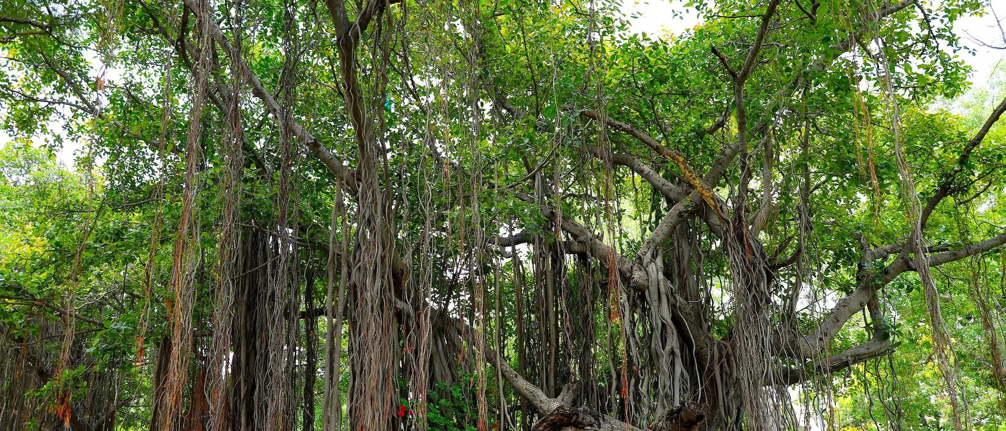 A broad banyan tree with hanging aerial roots stands alone in a green park.