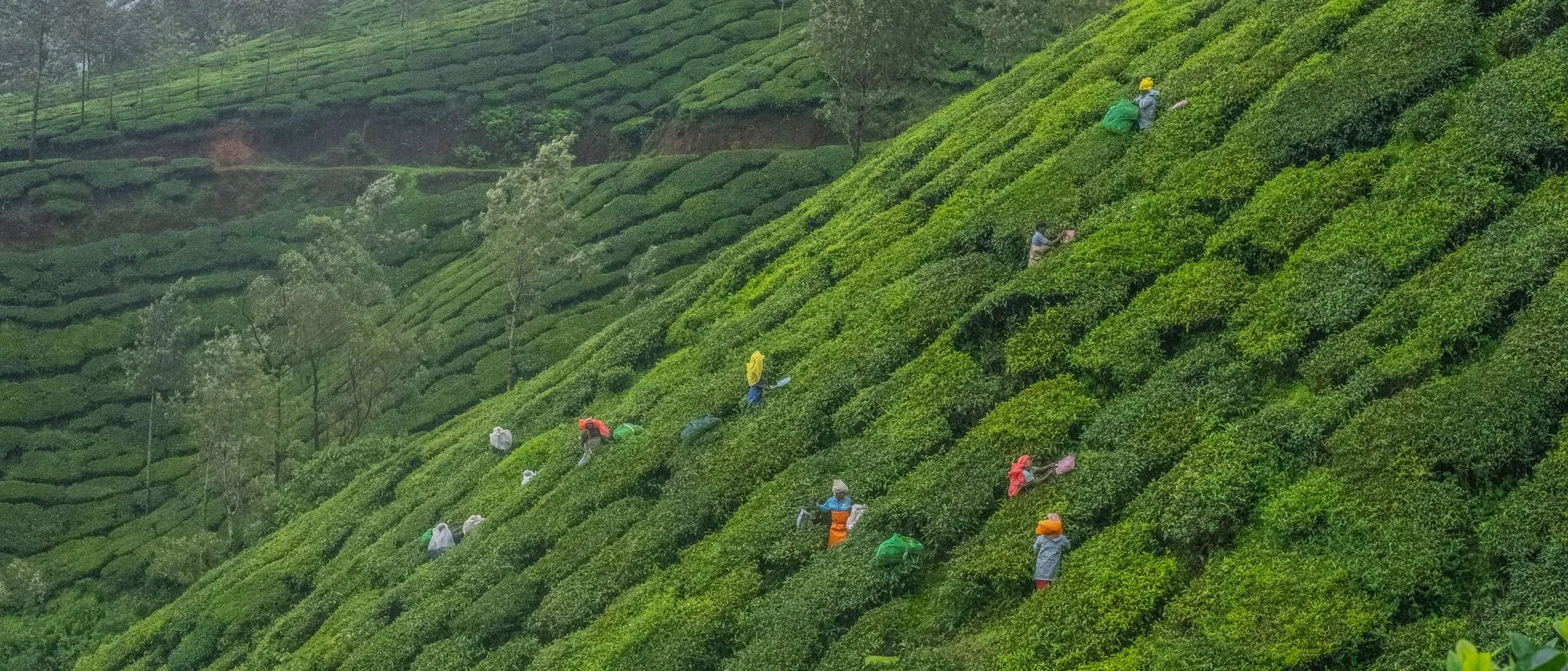 Workers pick tea among rows of bushes on the steep green slopes of a Munnar estate.