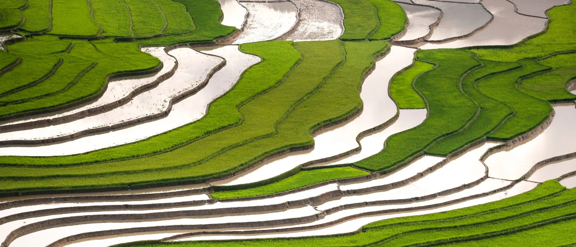 Green rice terraces step up a hillside in bright sunlight, seen from above.