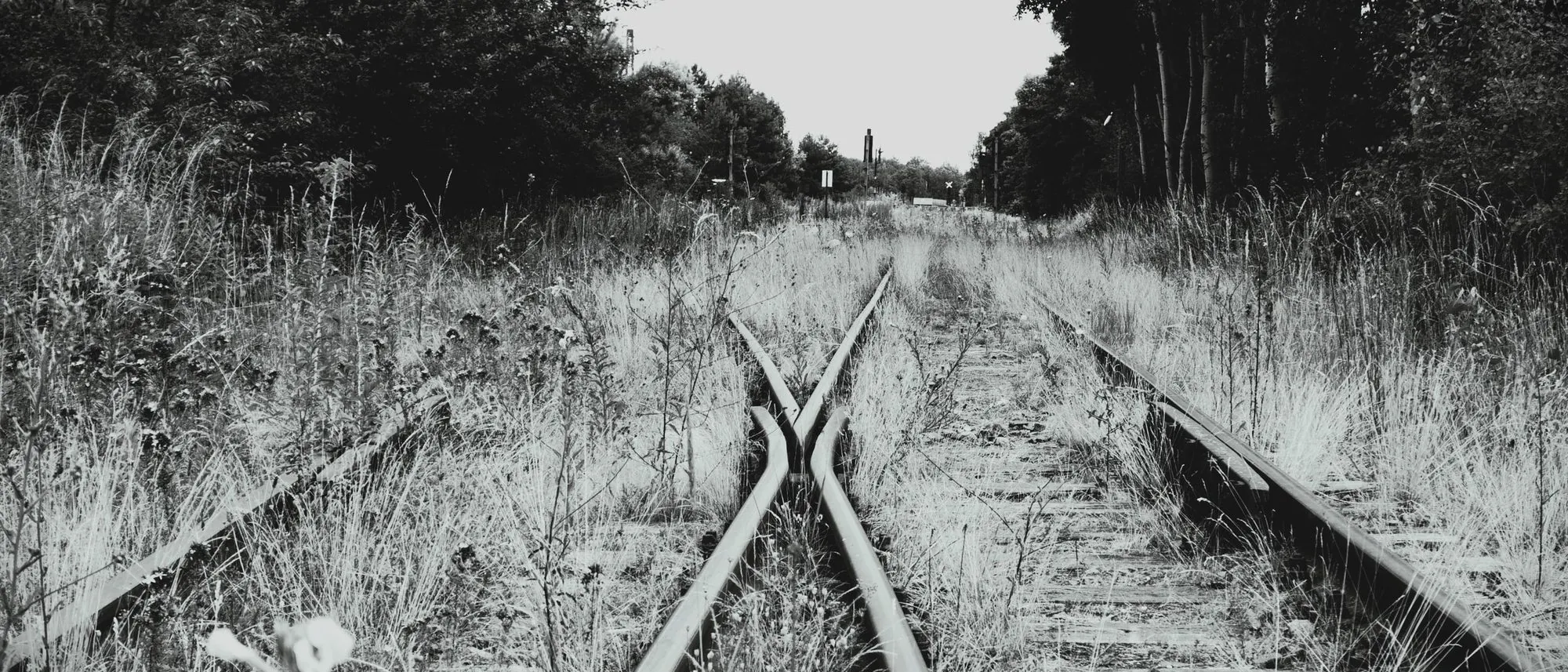 Overgrown railway tracks divide into two lines across open country in black and white.