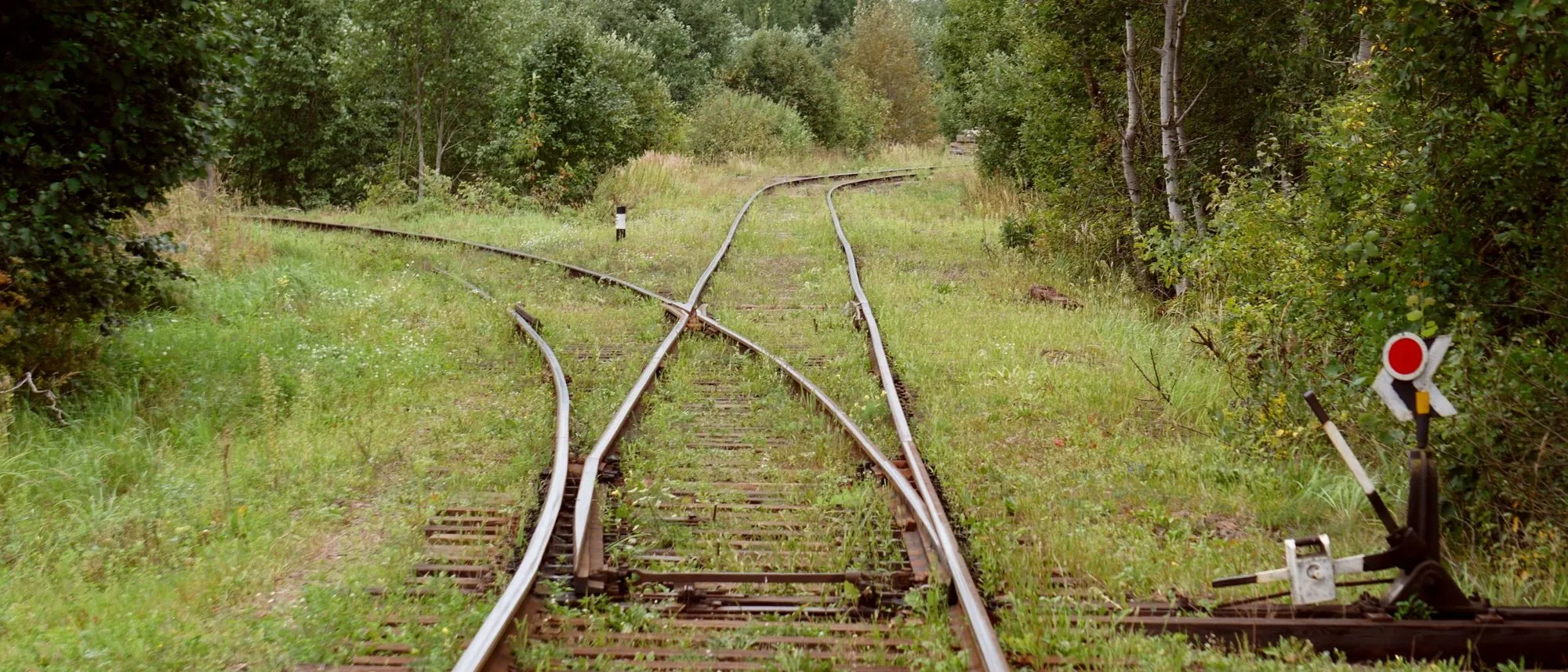 Rusty railway tracks diverging through a green forest.