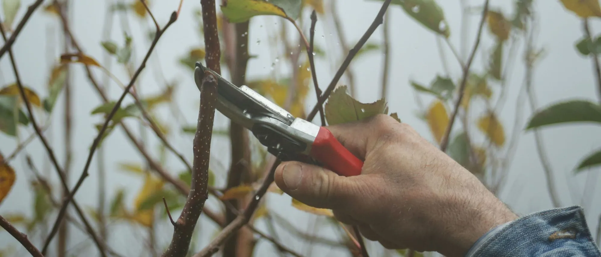 A gardener’s hand using pruning shears on the branches of a shrub in autumn.