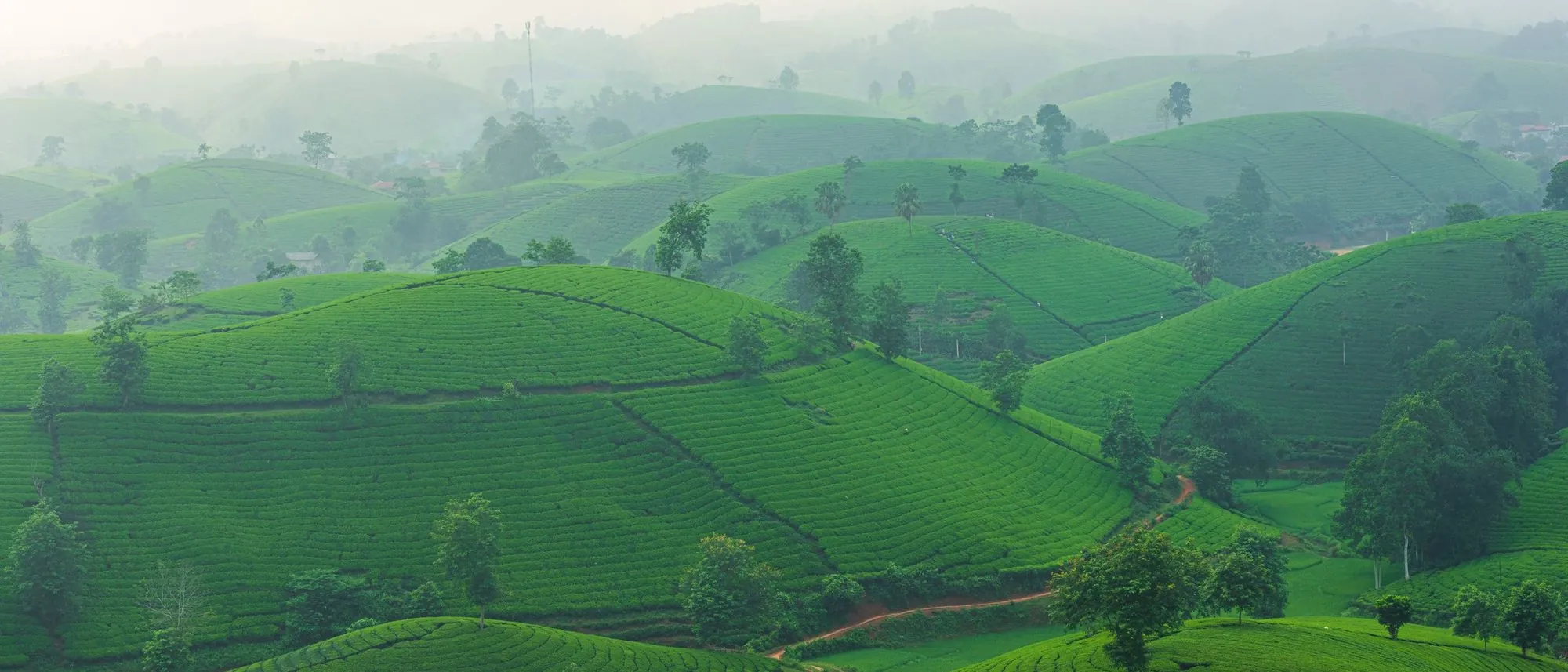 Rows of tea bushes cover rolling hills under a misty morning sky.