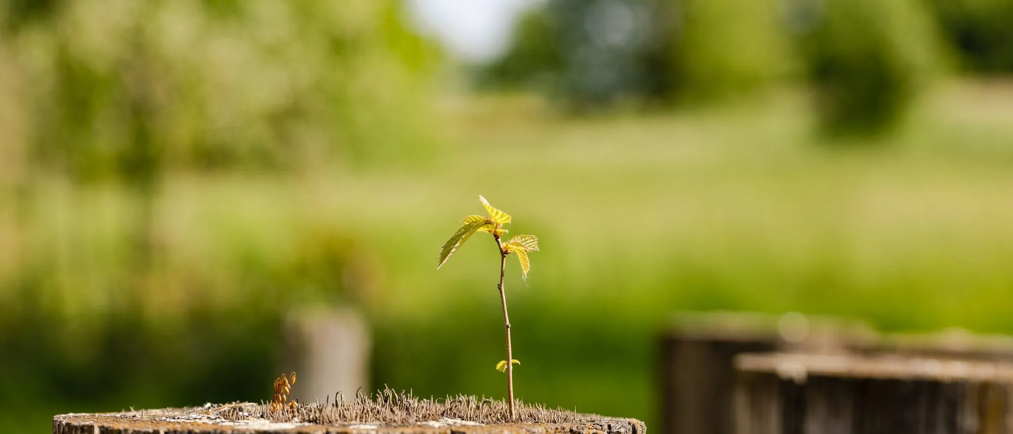 A young sprout growing from the top of an old tree stump in a green field.