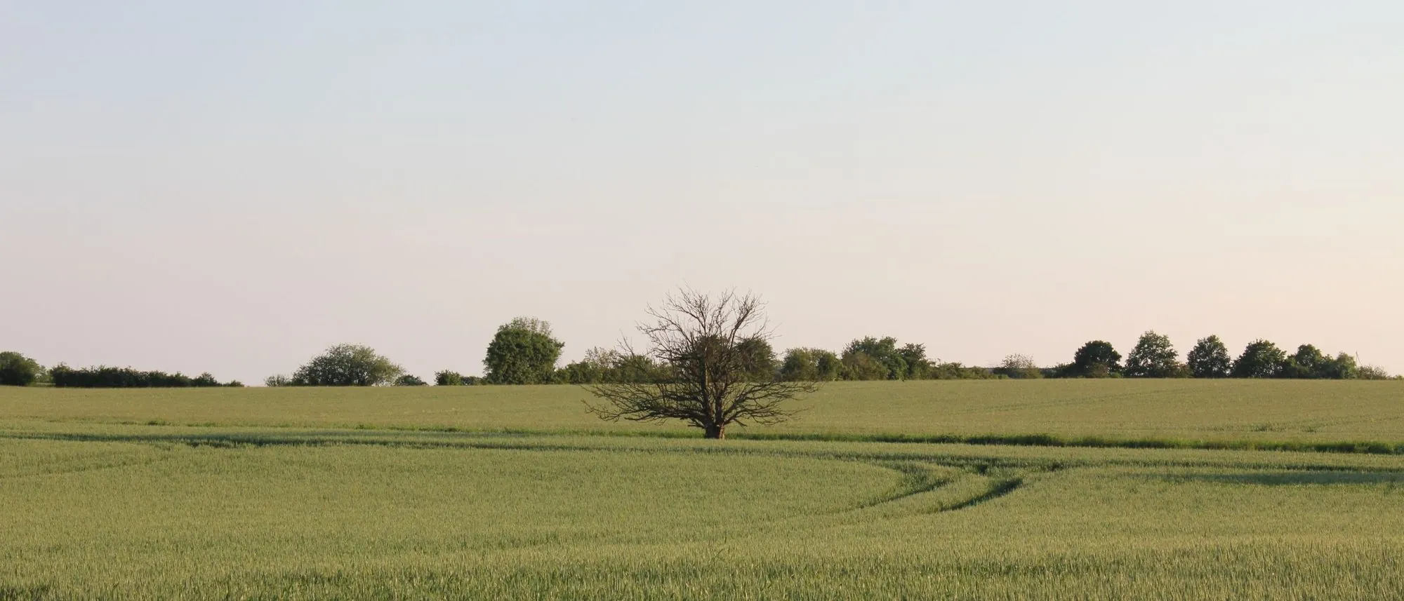 A single tree stands in a wide green field at dusk.